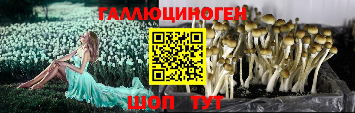 Псилоцибиновые грибы Psilocybine cubensis Коммунар